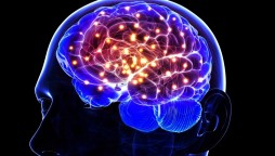 Brain functioning foods