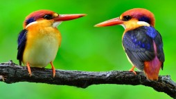 Birds See Magnetic Fields Using Quantum Mechanics