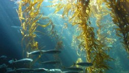 Here are some of the health benefits of Connecticut-grown sugar kelp