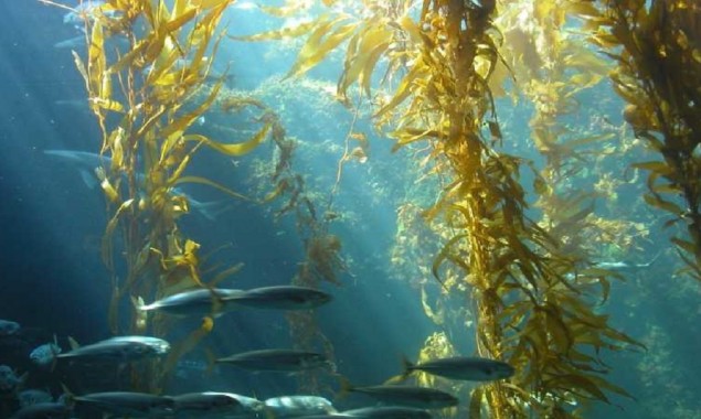 Here are some of the health benefits of Connecticut-grown sugar kelp