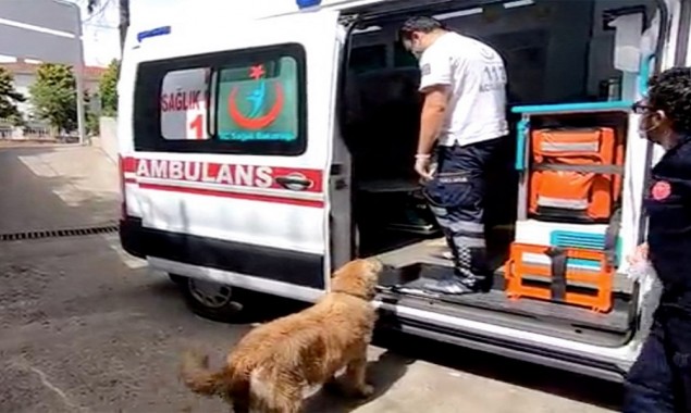 Loyal dog chases ambulance carrying sick owner to the hospital
