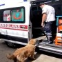 Loyal dog chases ambulance carrying sick owner to the hospital