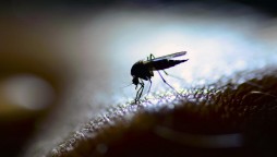 An ‘amazing’ mosquito hack reduces dengue fever by 77%