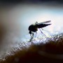 805 new dengue cases registered in Sindh