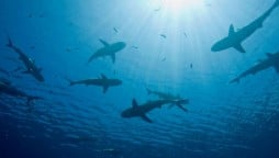 A mystery of shark’s extinction evolving for millions of years