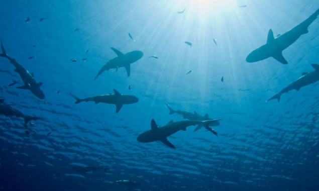 A mystery of shark’s extinction evolving for millions of years