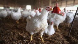 Pakistan Poultry Association Raided