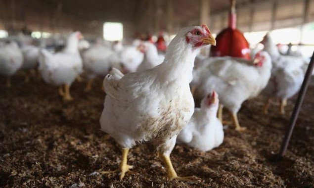 Pakistan Poultry Association Raided By CCP