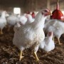 Pakistan Poultry Association Raided By CCP