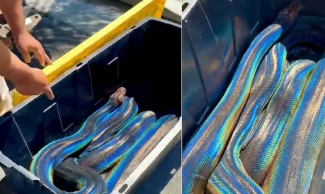 This incredible video of a snake is crazy viral with 48 Million Views
