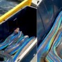 This incredible video of a snake is crazy viral with 48 Million Views
