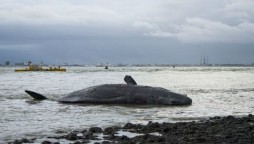 Whale Vomit sold for a jaw-dropping 1.5 million dollars