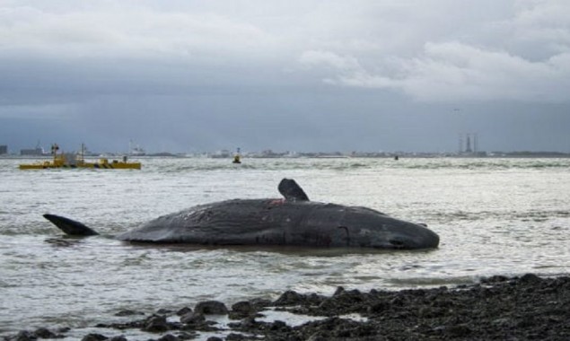 Whale vomit
