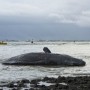 Whale Vomit sold for a jaw-dropping 1.5 million dollars