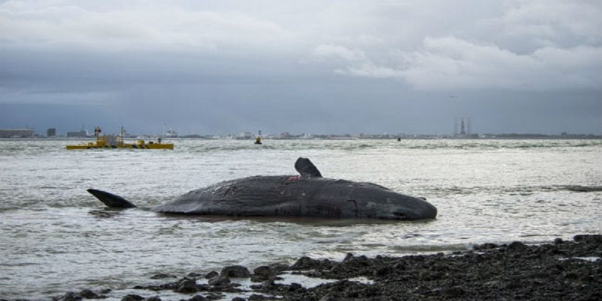 Whale vomit