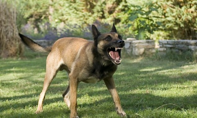 woman falls prey to dog attack