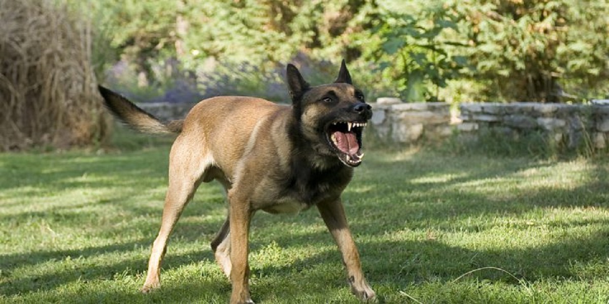 woman falls prey to dog attack