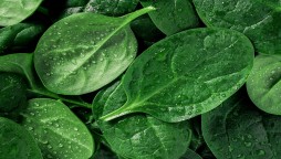 Is spinach good for your health? ask Popeye and science