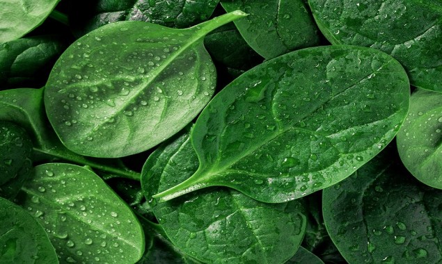 Is spinach good for your health? ask Popeye and science