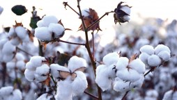 Cotton support price: ECC defers approval of policy framework