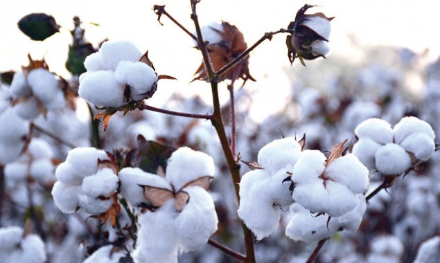 Cotton support price: ECC defers approval of policy framework