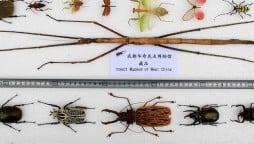 The World's Longest Stick Insect Is 2 feet long