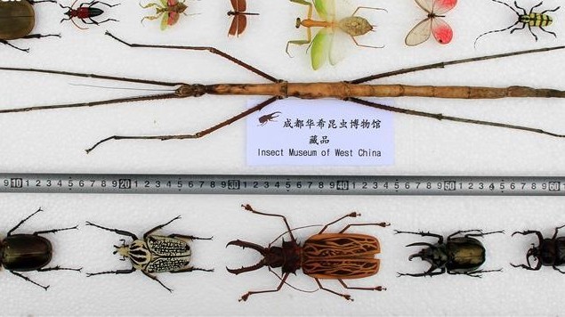 The World’s Longest Stick Insect Is 2 feet long