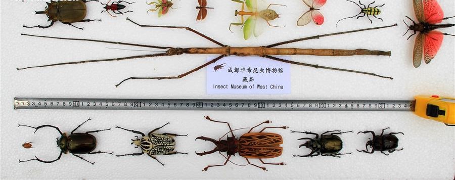 The World's Longest Stick Insect Is 2 feet long