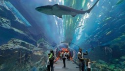 Atlantis Shark week to be held in Dubai