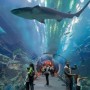 Dubai; Atlantis gears up for shark week
