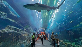 Dubai; Atlantis gears up for shark week