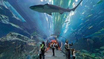 Atlantis Shark week to be held in Dubai