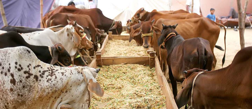 Eid-ul-Adha-in-Pakistan