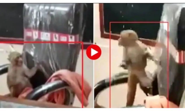 WATCH: A monkey takes over the principal’s chair