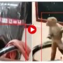 WATCH: A monkey takes over the principal’s chair