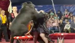 Bear attacks female trainer at a Russian circus show, watch video