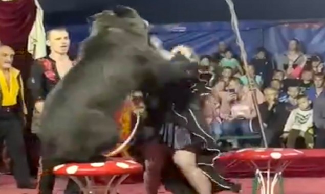 Bear attacks female