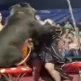 Bear attacks female trainer at a Russian circus show, watch video