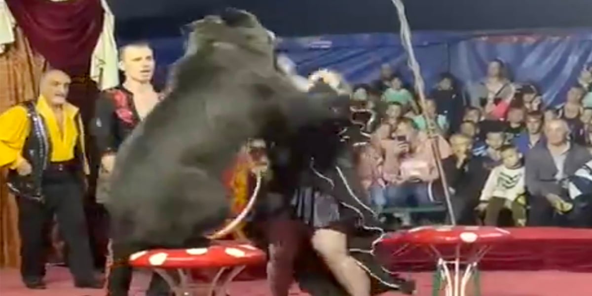 Bear attacks female