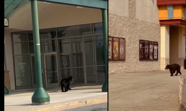 Two bears spotted roaming around the mall in USA, Watch video