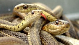 18 Alive snakes found in American couple’s bed