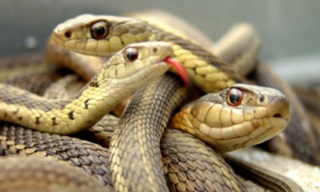 18 Alive snakes found in American couple's bed