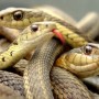 18 Alive snakes found in American couple’s bed