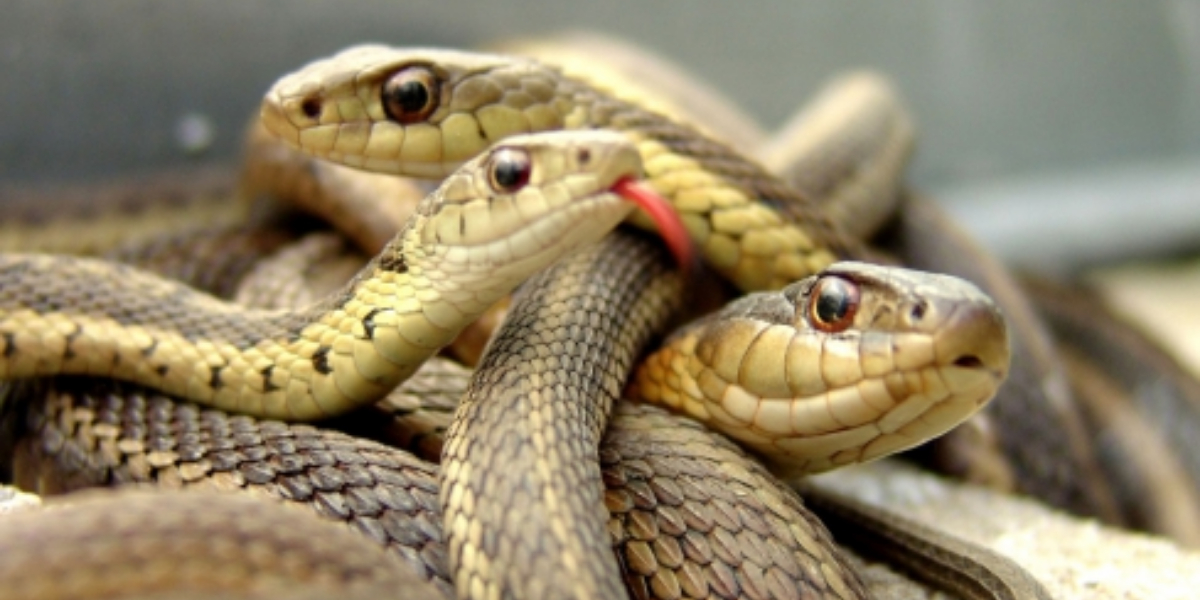18 Alive snakes found in American couple's bed