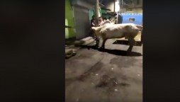 Watch: Cow lifted up and knocked down by an invisible force