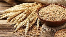 Pakistan plans to import 500,000 tonnes of wheat to meet demand