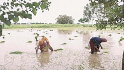 Sindh Abadgar Board seeks withdrawal of tax on cotton production to save local crops