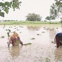 Sindh Abadgar Board seeks withdrawal of tax on cotton production to save local crops