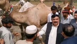 Video of Sheikh Rasheed purchasing camels goes viral