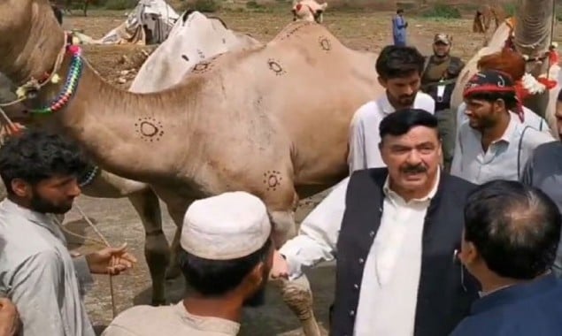 Eid ul Adha 2021: Video of Sheikh Rasheed purchasing camels goes viral